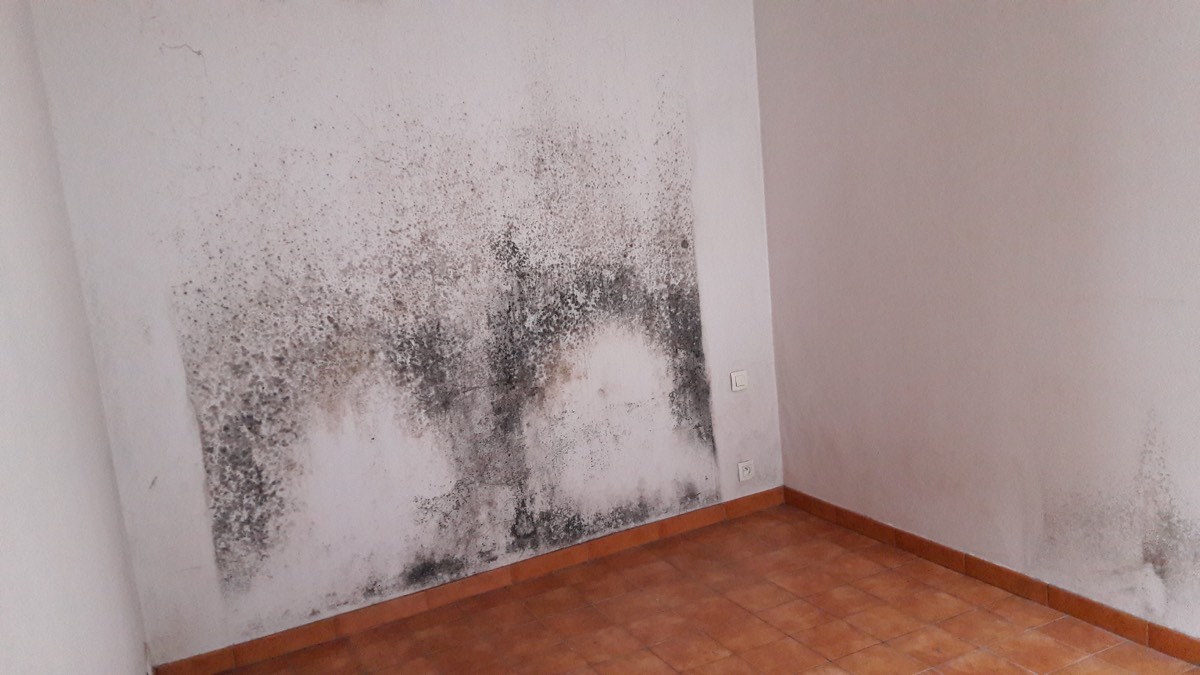Moisissures - Expertise humidité à Grenoble